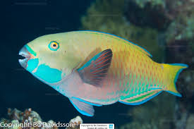 Image result for Chlorurus gibbus