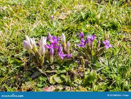 Attēlu rezultāti vaicājumam “Gentianella campestris”