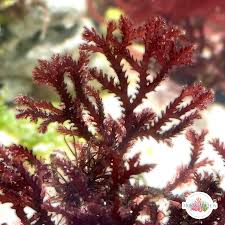 Attēlu rezultāti vaicājumam “Bryum funkii macro”