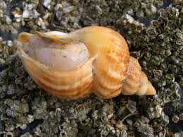 Image result for Buccinum undatum