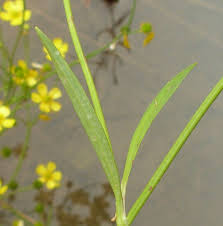 Attēlu rezultāti vaicājumam “Ranunculus flammula leaf”
