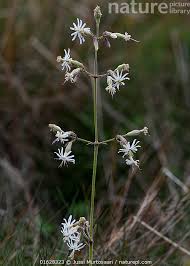 Attēlu rezultāti vaicājumam “Silene nutans flower”