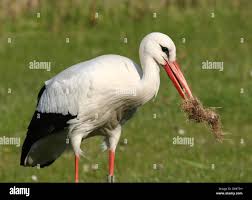 Attēlu rezultāti vaicājumam “Ciconia ciconia adult”