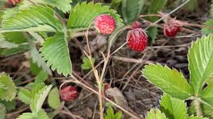 Attēlu rezultāti vaicājumam “Fragaria viridis fruit”