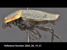 Attēlu rezultāti vaicājumam “Silphidae”