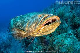 Image result for Epinephelus itajara