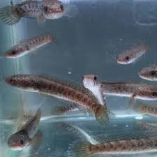 Image result for Channa argus