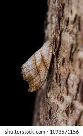 Attēlu rezultāti vaicājumam “Falcaria lacertinaria”