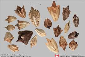 Attēlu rezultāti vaicājumam “Ambrosia artemisiifolia fruit”