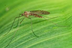 Attēlu rezultāti vaicājumam “Trichocera”