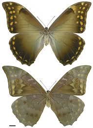 Attēlu rezultāti vaicājumam “Carterocephalus silvicolus female”