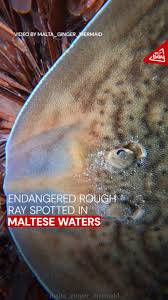 Image result for Raja radula