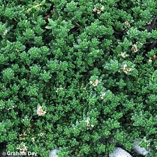 Attēlu rezultāti vaicājumam “Glaux maritima leaf”