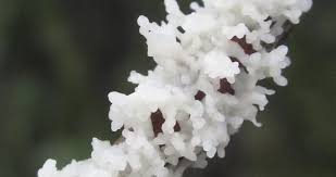 Attēlu rezultāti vaicājumam “Physarum xanthinum sessile”