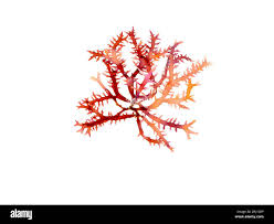 Attēlu rezultāti vaicājumam “Rhodophyta”