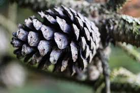 Attēlu rezultāti vaicājumam “Pinus sylvestris fruit”