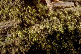 Attēlu rezultāti vaicājumam “Scapania apiculata”