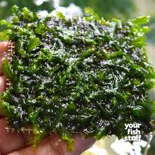 Attēlu rezultāti vaicājumam “Fissidens”