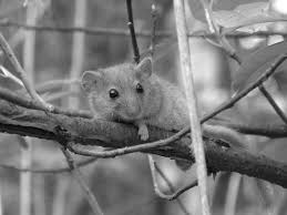 Attēlu rezultāti vaicājumam “Muscardinus avellanarius”