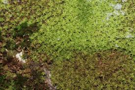 Attēlu rezultāti vaicājumam “Zygodon rupestris”