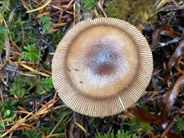 Attēlu rezultāti vaicājumam “Amaurochaete fusiformis macro”