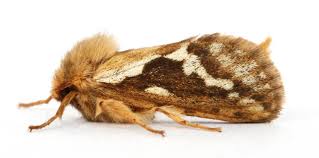 Attēlu rezultāti vaicājumam “Hepialus lupulinus”