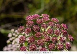 Image result for Pimpinella major