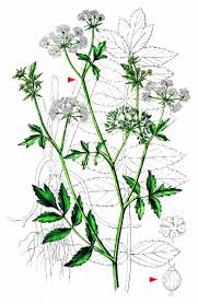 Attēlu rezultāti vaicājumam “Berula erecta”