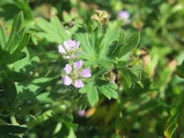 Attēlu rezultāti vaicājumam “Geranium pusillum flower”