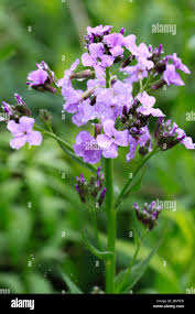 Attēlu rezultāti vaicājumam “Hesperis matronalis bud”