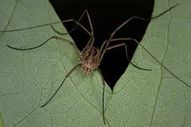 Attēlu rezultāti vaicājumam “Opiliones”