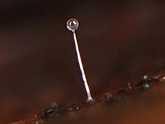 Attēlu rezultāti vaicājumam “Orchesella sp.”