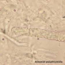 Attēlu rezultāti vaicājumam “Steccherinum bourdotii”