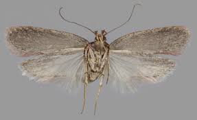 Attēlu rezultāti vaicājumam “Depressaria olerella”