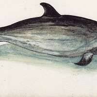 Image result for Stenella coeruleoalba