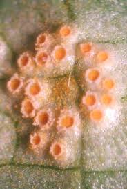 Attēlu rezultāti vaicājumam “Puccinia sessilis”