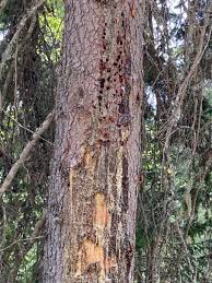 Attēlu rezultāti vaicājumam “Picoides tridactylus adult”