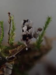 Attēlu rezultāti vaicājumam “Diderma globosum”