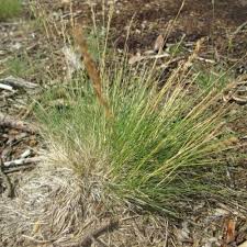 Attēlu rezultāti vaicājumam “Agrostis canina leaf”