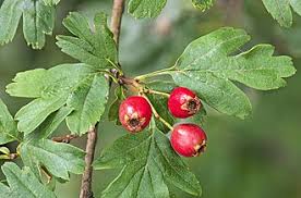 Attēlu rezultāti vaicājumam “Crataegus x macrocarpa fruit”