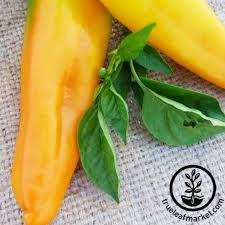 Afbeeldingsresultaat voor marconi golden sweet pepper