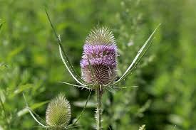 Attēlu rezultāti vaicājumam “Dipsacaceae”