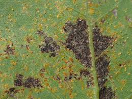 Attēlu rezultāti vaicājumam “Melampsora populnea”