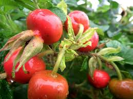 Attēlu rezultāti vaicājumam “Rosa majalis fruit”