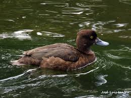 Attēlu rezultāti vaicājumam “Aythya fuligula female”