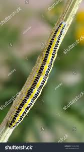 Attēlu rezultāti vaicājumam “Calophasia lunula larva”