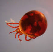 Attēlu rezultāti vaicājumam “Hydrachna”