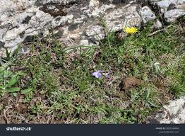 Attēlu rezultāti vaicājumam “Viola rupestris flower”