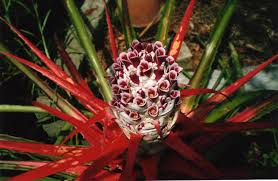 Attēlu rezultāti vaicājumam “Sylvicola sp.”