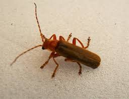 Attēlu rezultāti vaicājumam “Cantharis figurata”